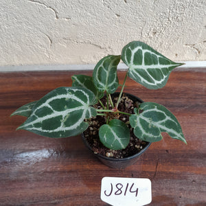 #J814 Two x Headed Anthurium Crystallinum x