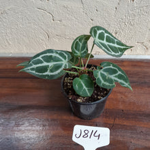 Load image into Gallery viewer, #J814 Two x Headed Anthurium Crystallinum x