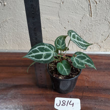 Load image into Gallery viewer, #J814 Two x Headed Anthurium Crystallinum x