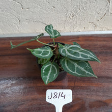 Load image into Gallery viewer, #J814 Two x Headed Anthurium Crystallinum x