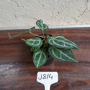 #J814 Two x Headed Anthurium Crystallinum x