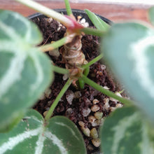 Load image into Gallery viewer, #J814 Two x Headed Anthurium Crystallinum x