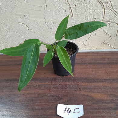 #14c Anthurium Warocqueanum
