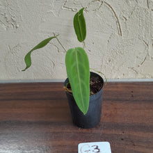 Load image into Gallery viewer, #G3 Anthurium Warocqueanum