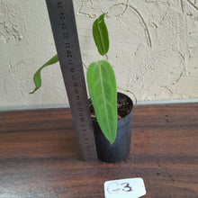 Load image into Gallery viewer, #G3 Anthurium Warocqueanum
