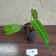 Load image into Gallery viewer, #G3 Anthurium Warocqueanum