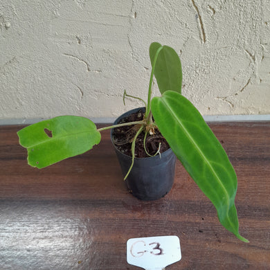 #G3 Anthurium Warocqueanum