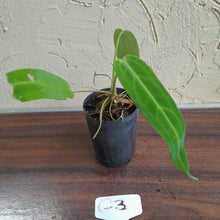 Load image into Gallery viewer, #G3 Anthurium Warocqueanum