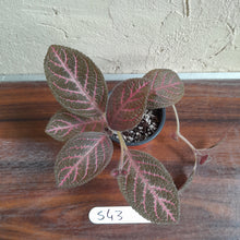 Load image into Gallery viewer, #S43 Episcia