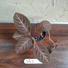 Load image into Gallery viewer, #S43 Episcia