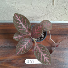 Load image into Gallery viewer, #S43 Episcia