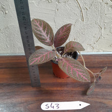 Load image into Gallery viewer, #S43 Episcia