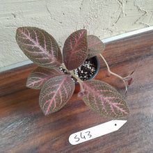Load image into Gallery viewer, #S43 Episcia