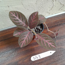 Load image into Gallery viewer, #S43 Episcia