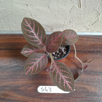 #S43 Episcia