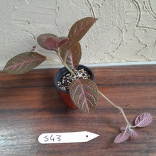 Load image into Gallery viewer, #S43 Episcia