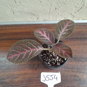 #J554 Episcia