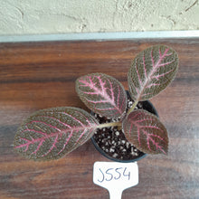 Load image into Gallery viewer, #J554 Episcia