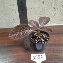 Load image into Gallery viewer, #J554 Episcia