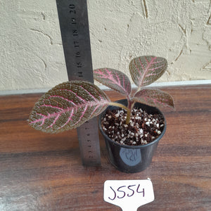 #J554 Episcia