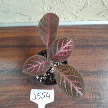 Load image into Gallery viewer, #J554 Episcia