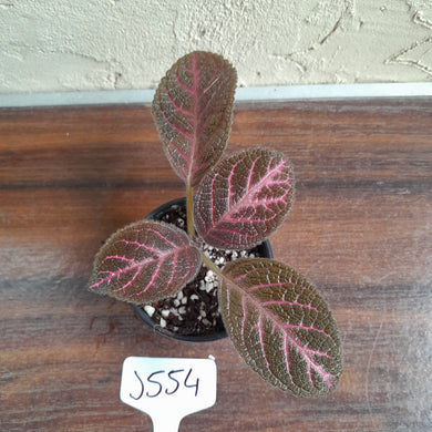 #J554 Episcia