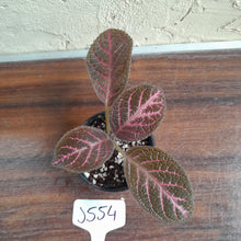 Load image into Gallery viewer, #J554 Episcia