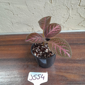 #J554 Episcia