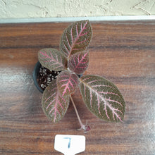 Load image into Gallery viewer, #7 Episcia