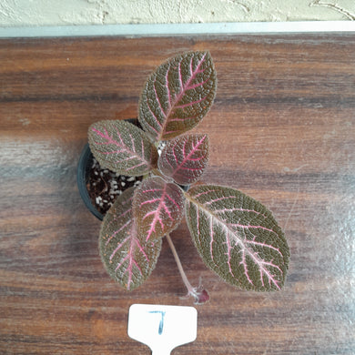 #7 Episcia