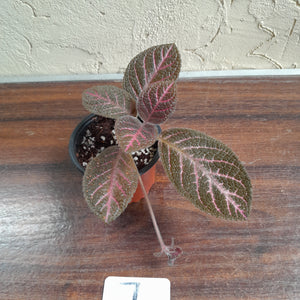 #7 Episcia