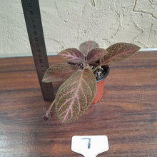Load image into Gallery viewer, #7 Episcia