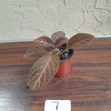 Load image into Gallery viewer, #7 Episcia