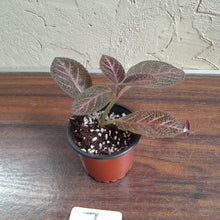 Load image into Gallery viewer, #7 Episcia