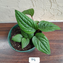 Load image into Gallery viewer, #P4 Anthurium Radicans