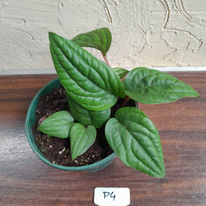 #P4 Anthurium Radicans