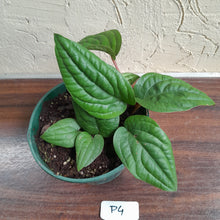 Load image into Gallery viewer, #P4 Anthurium Radicans