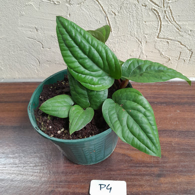 #P4 Anthurium Radicans