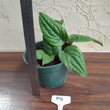 Load image into Gallery viewer, #P4 Anthurium Radicans