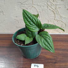 Load image into Gallery viewer, #P4 Anthurium Radicans