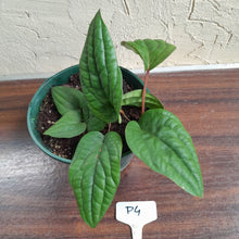 Load image into Gallery viewer, #P4 Anthurium Radicans
