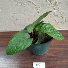 Load image into Gallery viewer, #P4 Anthurium Radicans