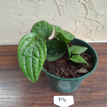 Load image into Gallery viewer, #P4 Anthurium Radicans