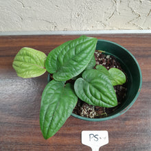 Load image into Gallery viewer, #P5 Anthurium Radicans