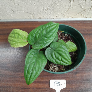 #P5 Anthurium Radicans