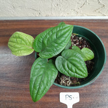 Load image into Gallery viewer, #P5 Anthurium Radicans