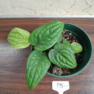 #P5 Anthurium Radicans