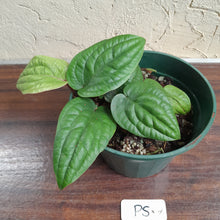 Load image into Gallery viewer, #P5 Anthurium Radicans