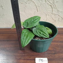 Load image into Gallery viewer, #P5 Anthurium Radicans