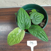 Load image into Gallery viewer, #P5 Anthurium Radicans